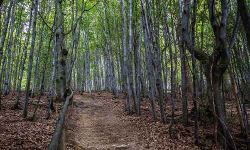 Janusz Wodyński - Woodland path on the slopes of Bukowa Mountain