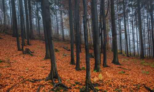 Ryszard Duława - Beech forest on the slopes of Zadni Groń
