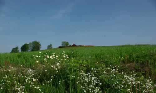 Jiří Jurzykowski - Spring landscape and flowers on the meadow