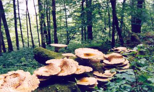 Jiří Jurzykowski - Mushrooms in the forest in Jablunkov